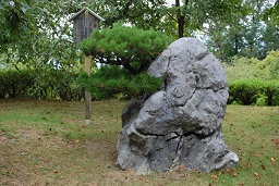 一念松の石